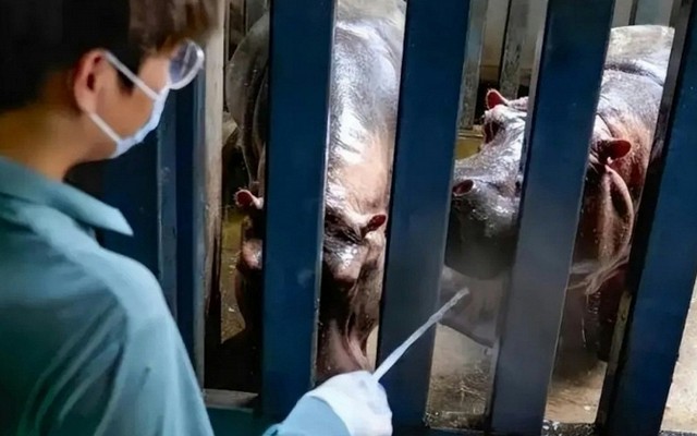 Lời thú nhận của một thạc sĩ 28 tuổi làm nhân viên chăm sóc hà mã, phải dọn 250kg rác thải mỗi ngày