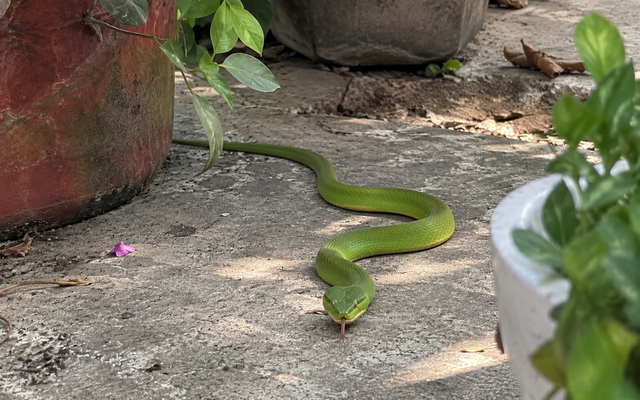 Thấy rắn trong vườn nhà nên làm gì đầu tiên?