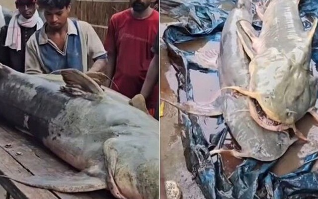 Phát hiện hàng loạt cá lạ sau lũ quét ở Nepal