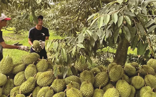 Trung Quốc vừa cấp thêm gần 570 mã vùng trồng sầu riêng Việt Nam