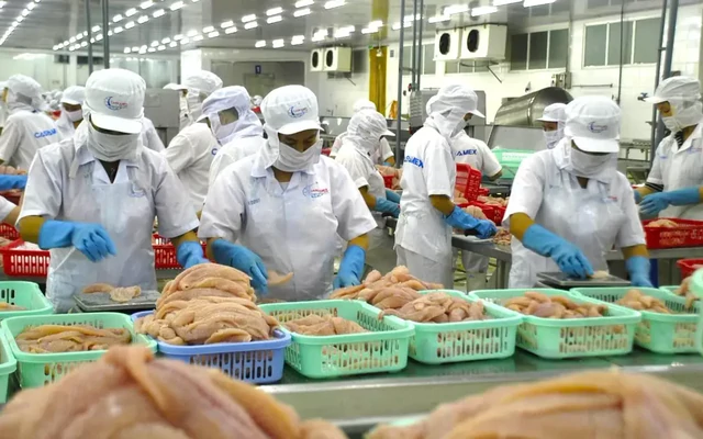 Biến bùn thải từ chế biến cá tra thành phân bón hữu cơ