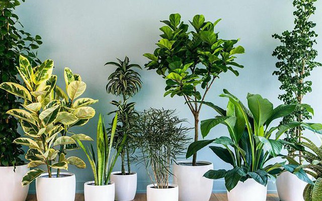 5 lời khuyên cho những gia đình trồng cây trong nhà