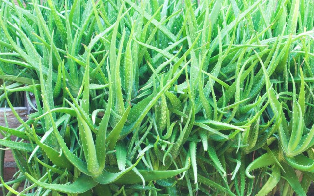 Lời khuyên đến tất cả các gia đình đang trồng cây nha đam
