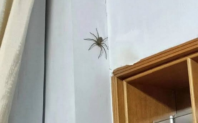 Thấy nhện giăng tơ trong nhà nên làm gì đầu tiên?