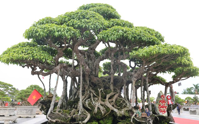Choáng ngợp trước những cây bonsai bạc tỷ khoe dáng ở quảng trường Quảng Ngãi