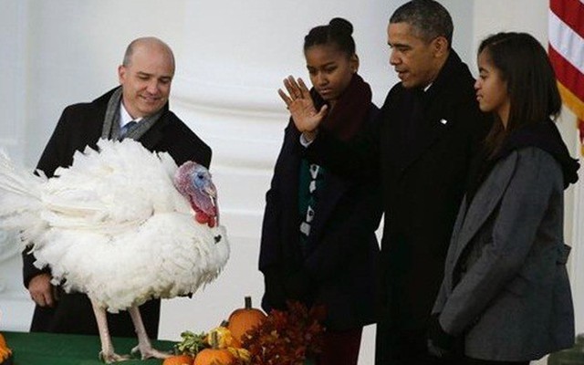 Tổng thống Obama xá tội cho gà tây, mở màn mùa lễ Tạ ơn