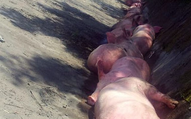Lật xe tải, hơn 150 con lợn văng xuống đường