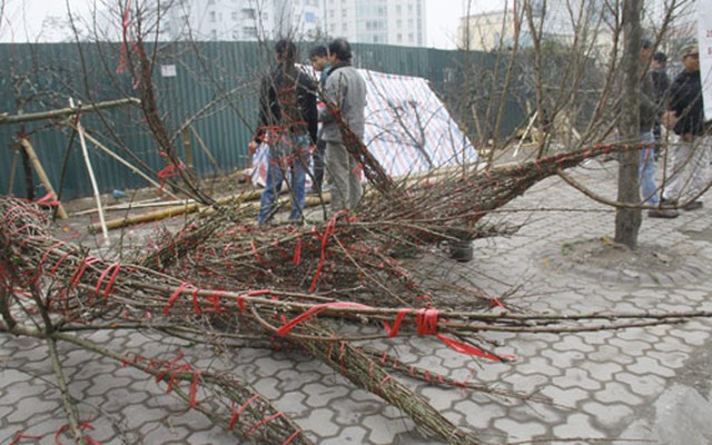 Đào rừng, đào Nhật Tân “khóc” vì nắng sớm