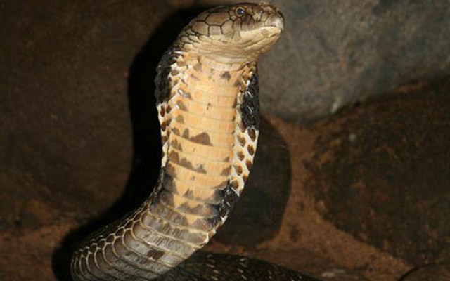 Năm Tỵ, về làng nuôi loài rắn chỉ chuyên ăn thịt rắn