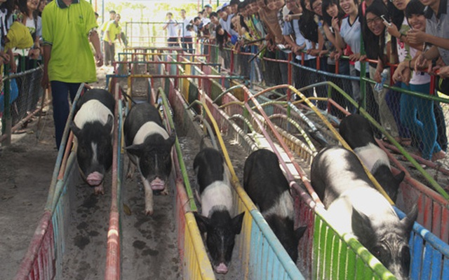 Thăm trường đua heo 'cá độ' hợp pháp ở Sài Gòn