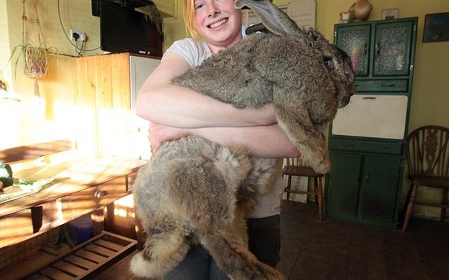 Anh: Chú thỏ "bự con" nhất thế giới