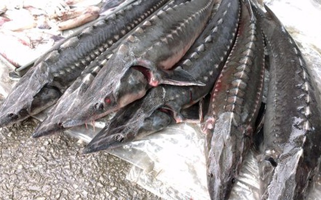 Lo ngại hóa chất độc hại trong cá tầm Trung Quốc nhập lậu