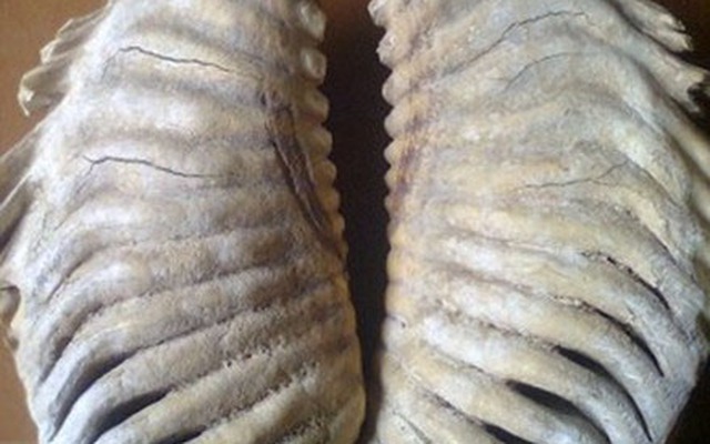 Một người Thanh Hóa giữ hàm răng voi mamút 17 vạn tuổi