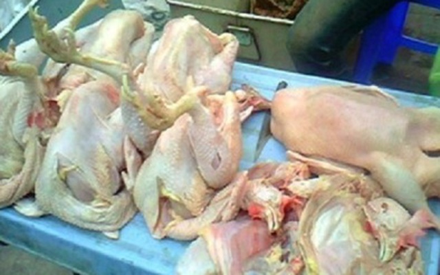 Hoang mang với gà nhiễm kháng sinh