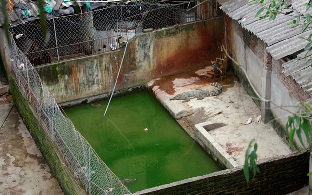 Trại cá sấu mọc lên ở khu vực cấm tại Hà Nội