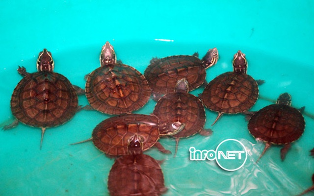 Cận cảnh 71 cá thể rùa Trung Bộ quý hiếm vừa về nước