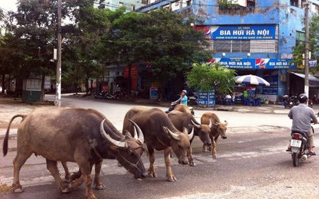 Hà Nội: Trâu bò tung tăng "dạo phố"