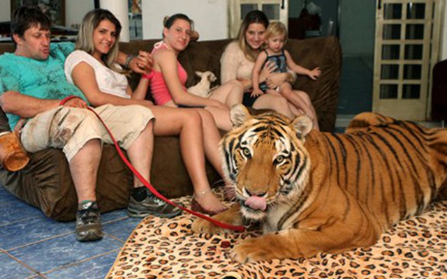 Cả gia đình nuôi 7 chú hổ dữ làm thú cưng
