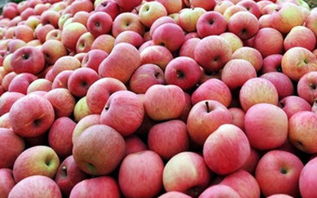 Lại phát hiện thêm táo, hồng nhiễm độc