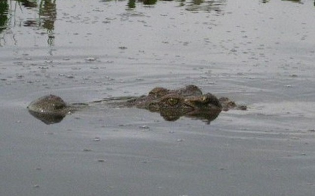 Bí ẩn đầm lầy nhiều cá sấu nhất Đông Nam Bộ