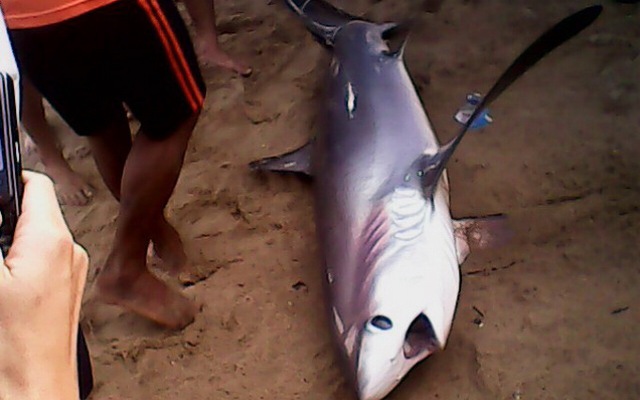 Bãi tắm Nha Trang xuất hiện cá mập nặng gần 2 tạ