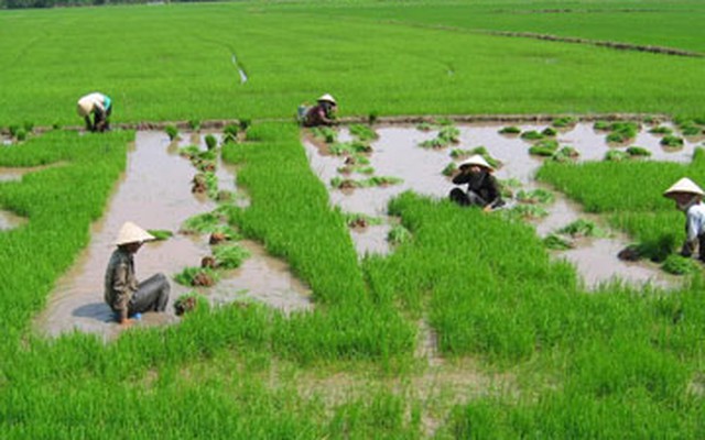 Không chia lại ruộng đất nông nghiệp