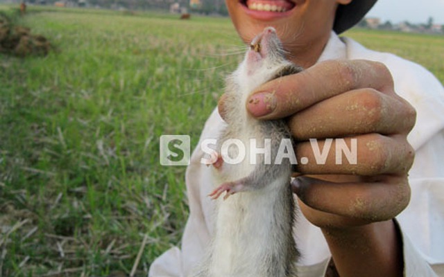 Độc đáo với làng ăn Tết bằng… thịt chuột