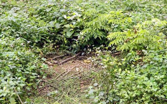Kiểm lâm bán cây sưa 600 triệu ở rừng Cúc Phương