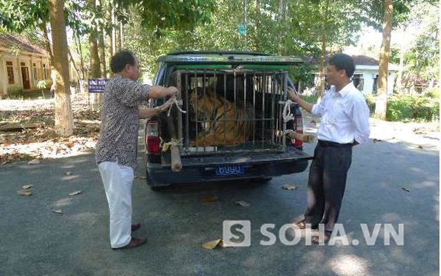 Bàn giao “ông ba mươi” nặng 170kg cho trung tâm cứu hộ