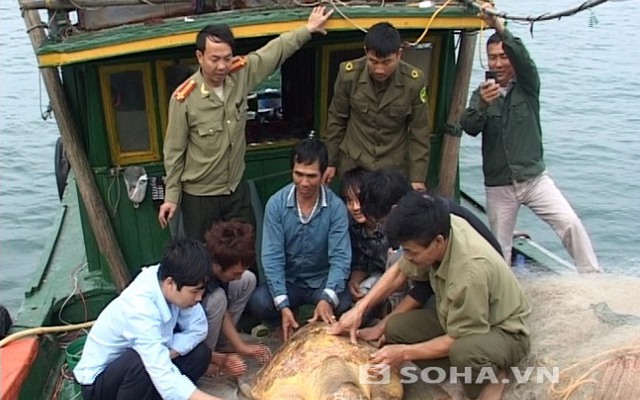 Quảng Ninh: Bắt được rùa biển màu vàng quý hiếm nặng gần 100 kg