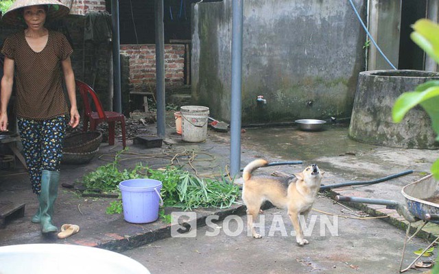 98 người bị chó lạ tấn công và kế hoạch tuyên truyền bịt mõm chó ở Bắc Sơn