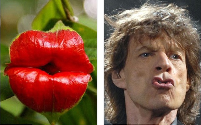 Độc đáo bông hoa có hình giống môi của thủ lĩnh Rolling Stones