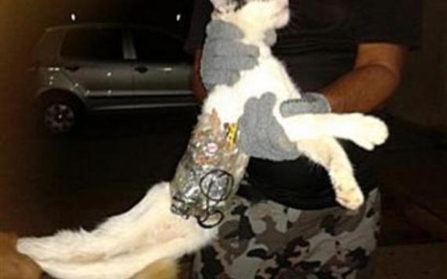 Brazil: Bắt quả tang mèo tiếp tay cho tù nhân đào tẩu