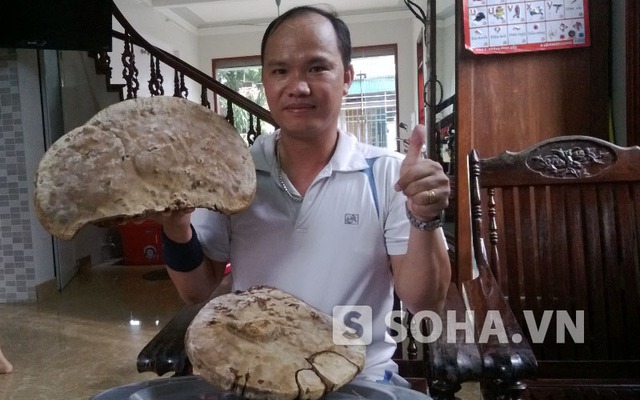 Nấm linh chi cực hiếm trăm năm tuổi ở Việt Nam