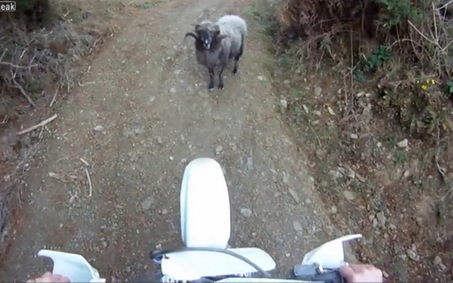Video hot: Cuộc tái đấu giữa người và cừu