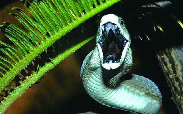 'Thần rắn' giải mã những điều kiêng kị về rắn độc