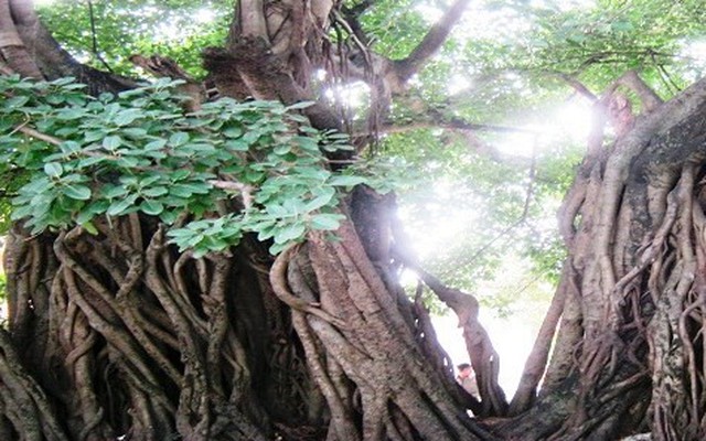 Kỳ lạ cây sộp 400 năm tuổi có khả năng dự báo thời tiết