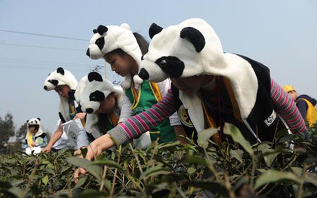 70.000 USD/kg trà Panda Tea