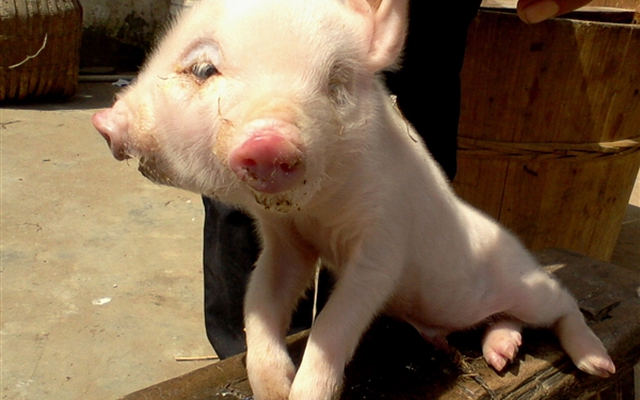 Trung Quốc: Xuất hiện lợn con hai đầu