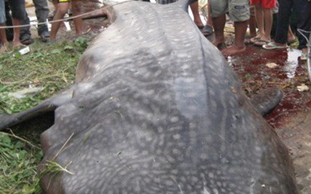 Cá nghéo - "quái vật" biển Đông dạt vào bờ biển Việt Nam