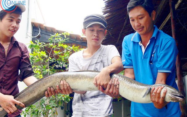 Ngư dân bắt được cá chình 11 kg