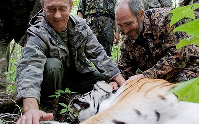 Hổ ông Putin thả về rừng bơi sang Trung Quốc tìm thức ăn