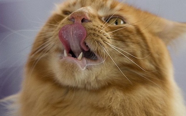 Bắt được con mèo ăn vụng khiến truyền thông Nga "sôi sục"