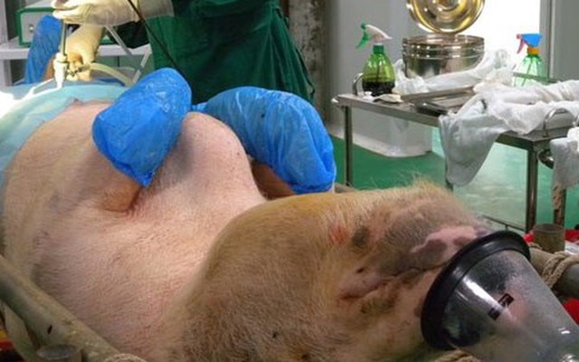Đột nhập nhà máy nhân bản động vật ở Trung Quốc