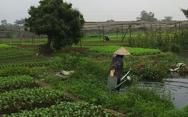 Nỗi lo nhiễm sán, ký sinh trùng vì ăn phải rau tưới nước thải