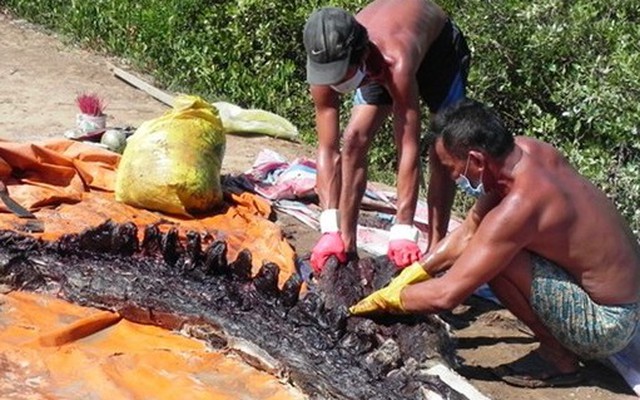 Phát hiện xác cá ông 1,5 tấn trên biển Bạc Liêu