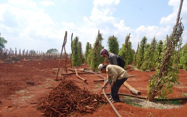 Gia Lai: Thương lái Trung Quốc tận thu rễ tiêu