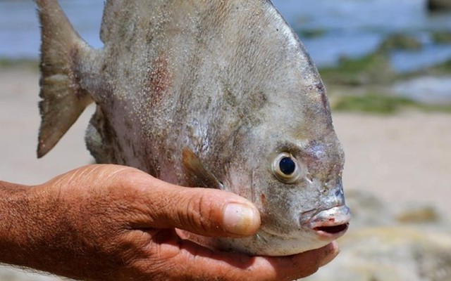Nga: Xuất hiện cá nặng 25kg chuyên ăn tinh hoàn