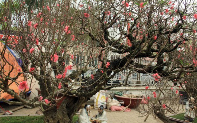 Đào giá “khủng” bung hàng đón Tết