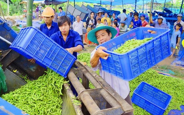 Đậu nành rau: Từ món ăn bổ dưỡng đến nguy cơ gây bệnh